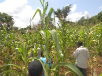 Local Skill Development
